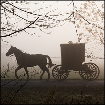 Amish Buggy in Silhouette on Foggy Morning